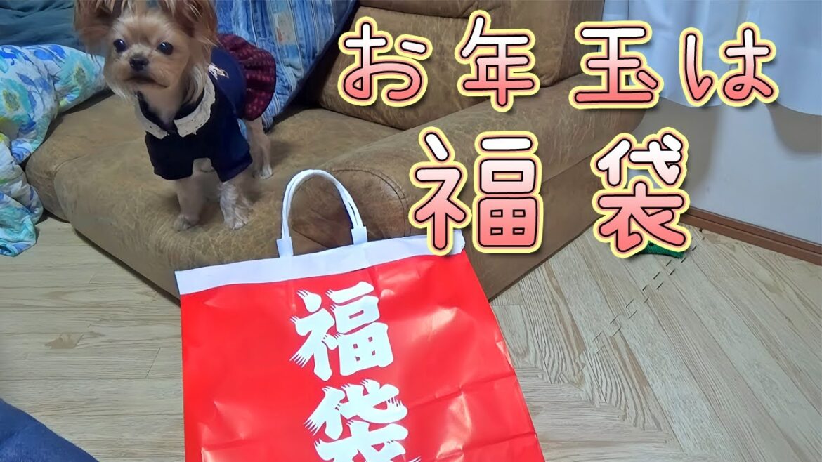 【ヨークシャテリア】ワンちゃん用福袋開封の儀【Yorkshire Terrier】