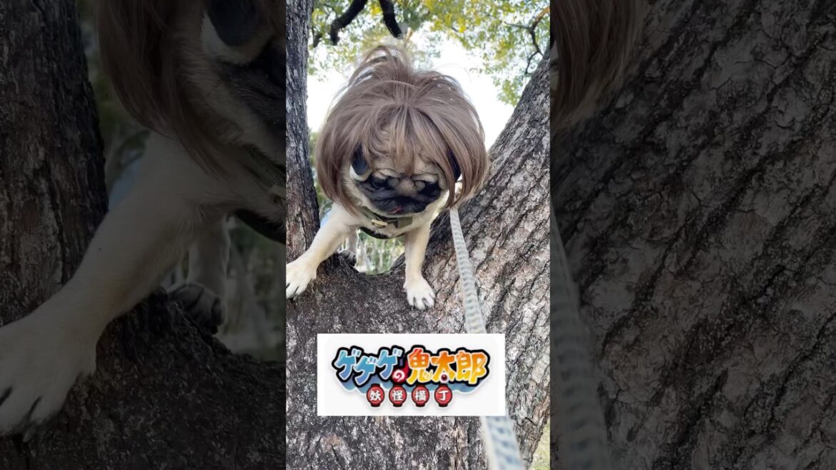 ゲゲゲのくーちゃん　#pug#パグ #犬