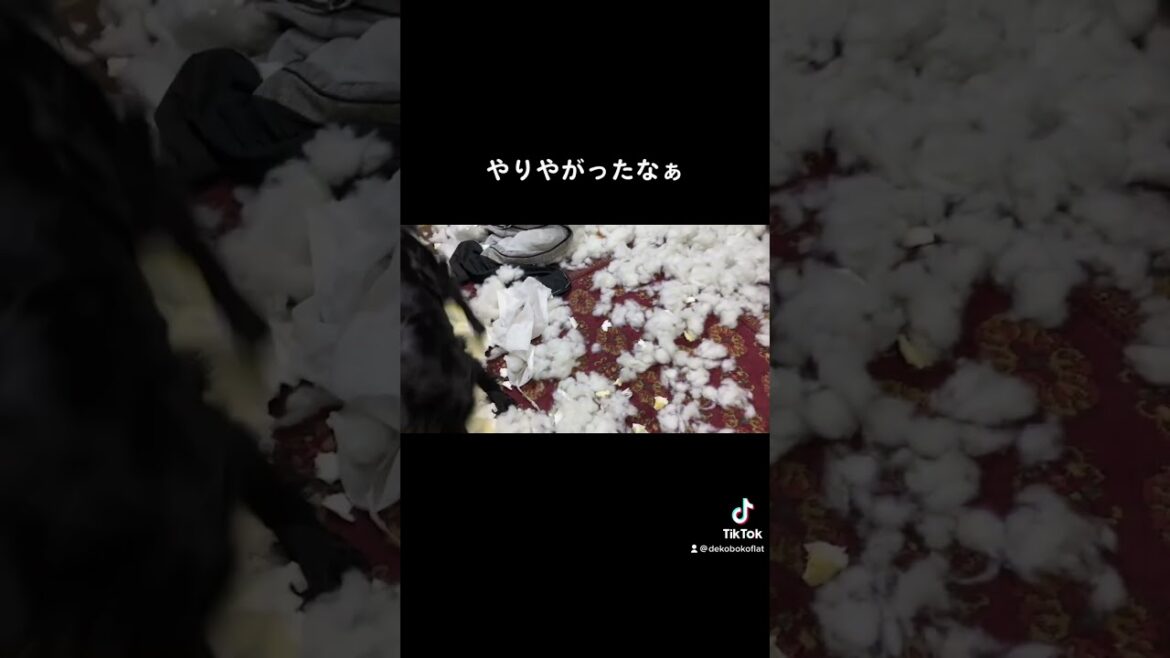 やりやがったなぁ#flatcoatretriever #flatcoated #フラットコーテッドレトリバー #フラット #dog #dogs #doglife #doglover #イタズラ