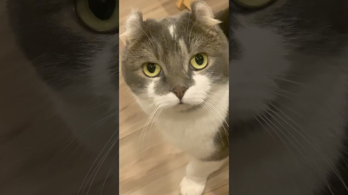 ごはんが欲しいねこの控えめなおねだり声 #アメリカンカール #猫のいる暮らし #猫の日常 #たぴねこ #lofi #cat