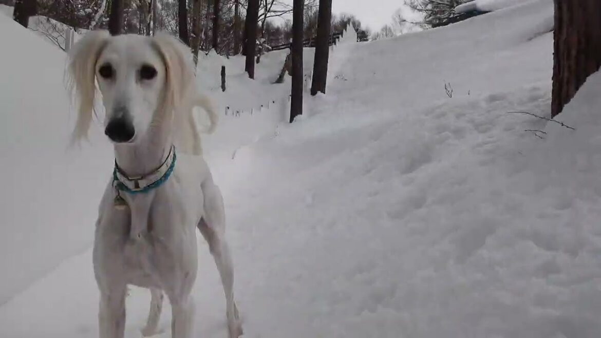新雪のRBC・・埋まります🐾（Saluki）