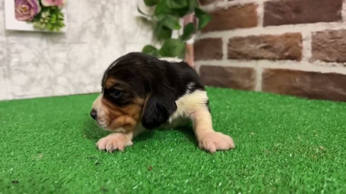 ミックス犬 バセットハウンド✖️ビーグルのミックスです🐶