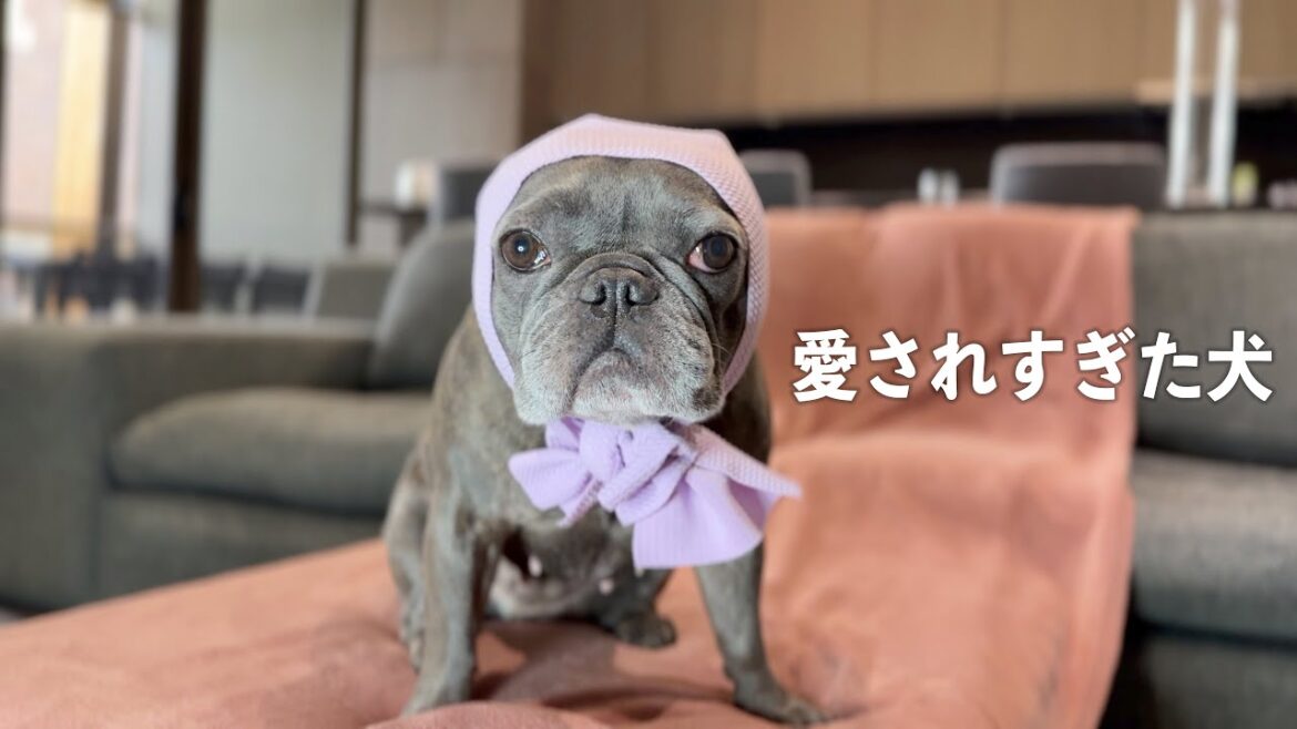 飼い主と視聴者さんに愛されすぎた犬に送られた衝撃