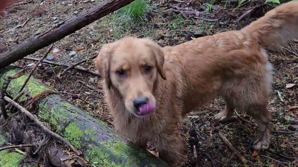 (７)イロハは走る。ビスもまだまだ若くて走る。ゴールデンレトリバー親子 GoldenRetriever
