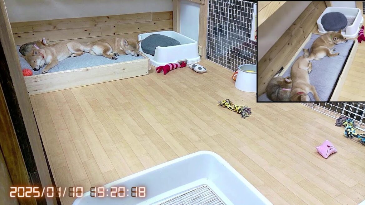 柴犬なつ!子育て生配信【生後123日】かまってアピールが可愛い子犬たちの日常! 柴犬なつ!子育て生配信【生後123日】かまってアピールが可愛い子犬たちの日常!