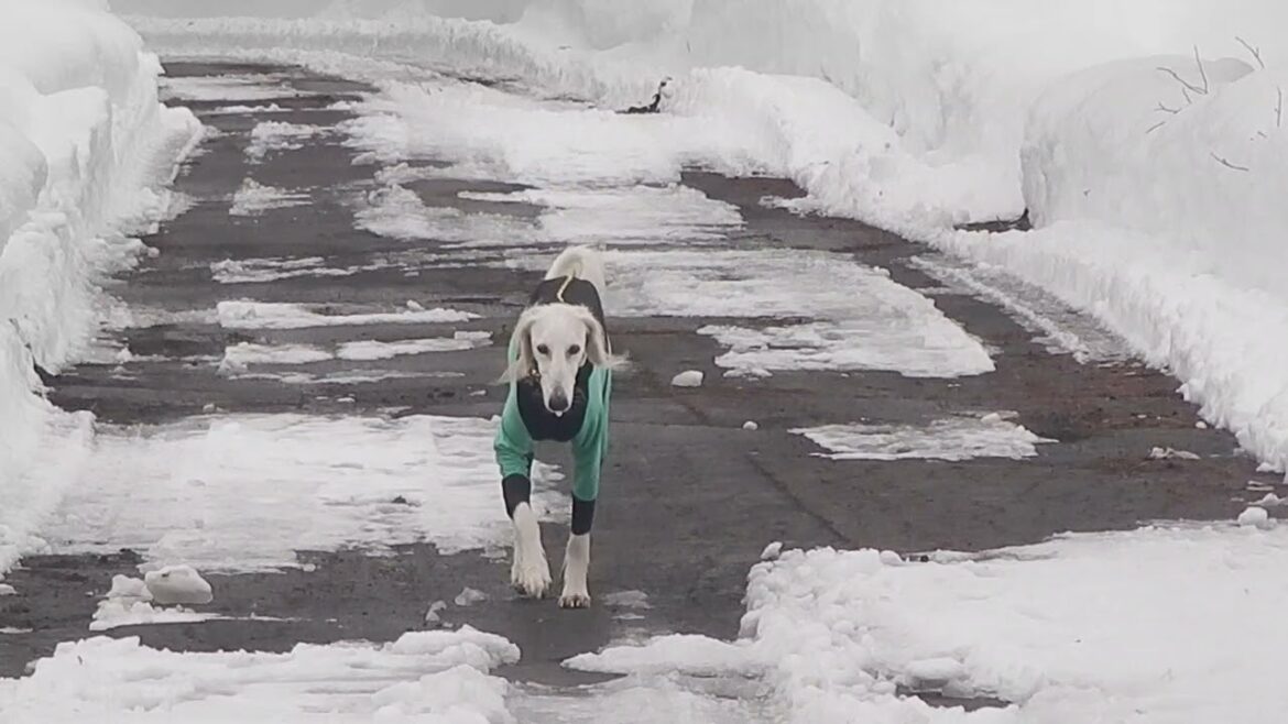 サルーキ　ぽぽ・喜八！マイペースに合流🐾（Saluki）