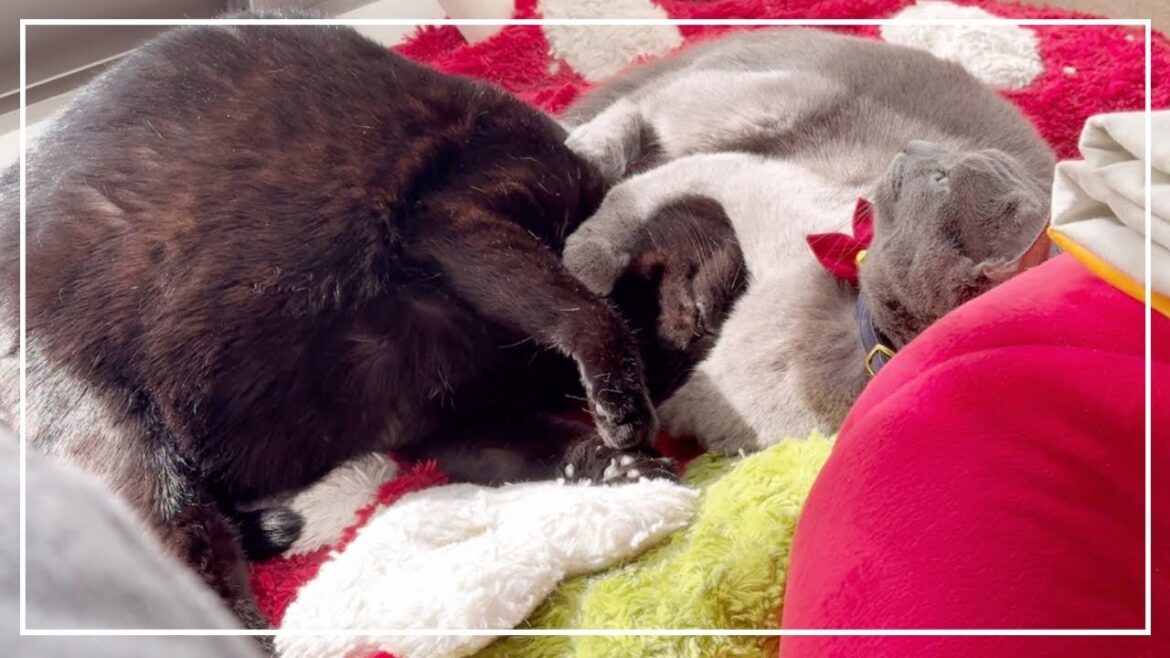 黒猫のすずちゃんとロシアンブルーノアちゃん、仲良く日向ぼっこ。