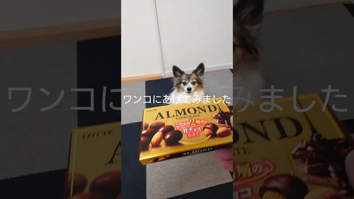 しっかり破壊する犬 #犬のおやつ #パピヨン #犬のいる生活