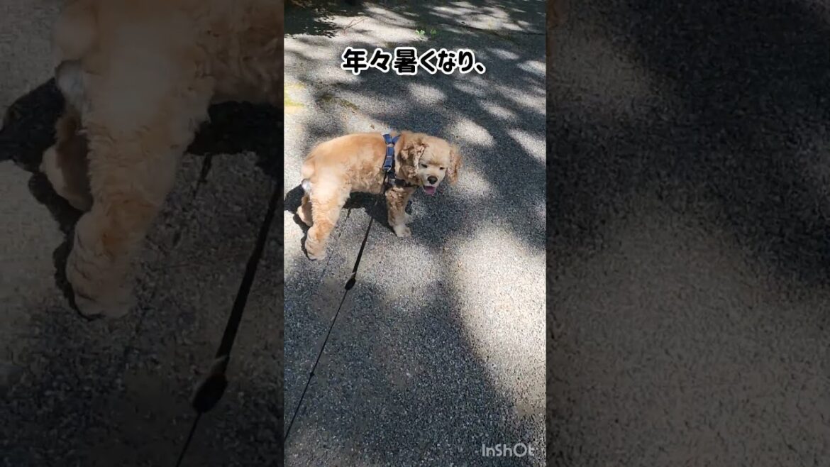 犬が快適な気温 #shorts #アメリカンコッカースパニエル #アメコカ