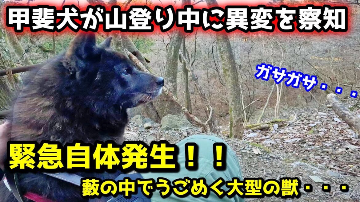 【熊センサー】甲斐犬が山登り中に異変を察知!藪の中でガサガサ音が・・・ 【熊センサー】甲斐犬が山登り中に異変を察知!藪の中でガサガサ音が・・・