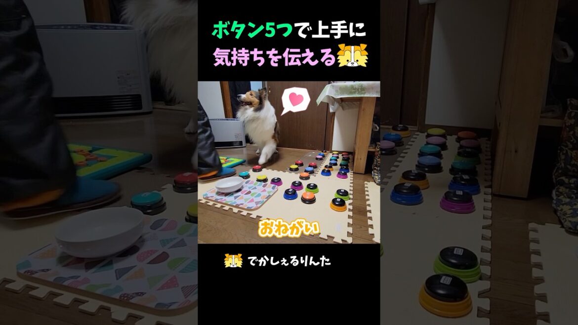 ボタン5つで上手に気持ちを伝えるシェルティ【会話ボタンでしゃべる犬】 #shorts #dog ボタン5つで上手に気持ちを伝えるシェルティ【会話ボタンでしゃべる犬】 #shorts #dog
