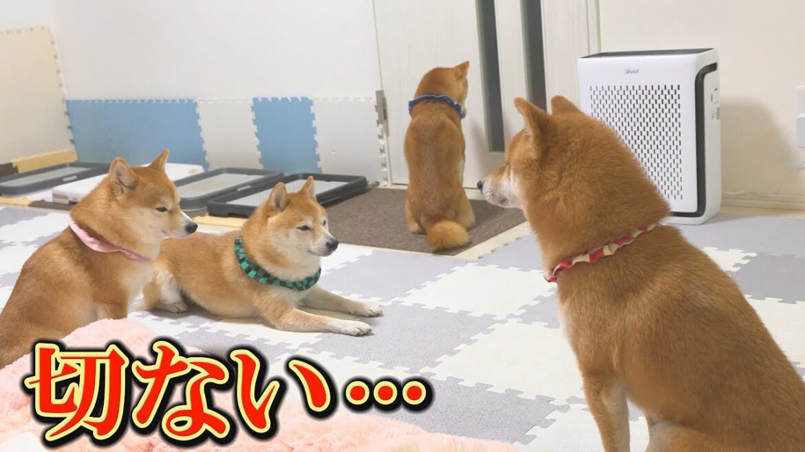 柴犬が飼い主と３日間会えないと、こうなってしまいます・・・
