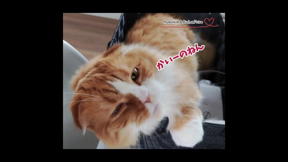 【マンチカン】背中が痒くて不可解な動きをする女王猫 【犬と猫、両方飼ってると毎日かわいい♥】