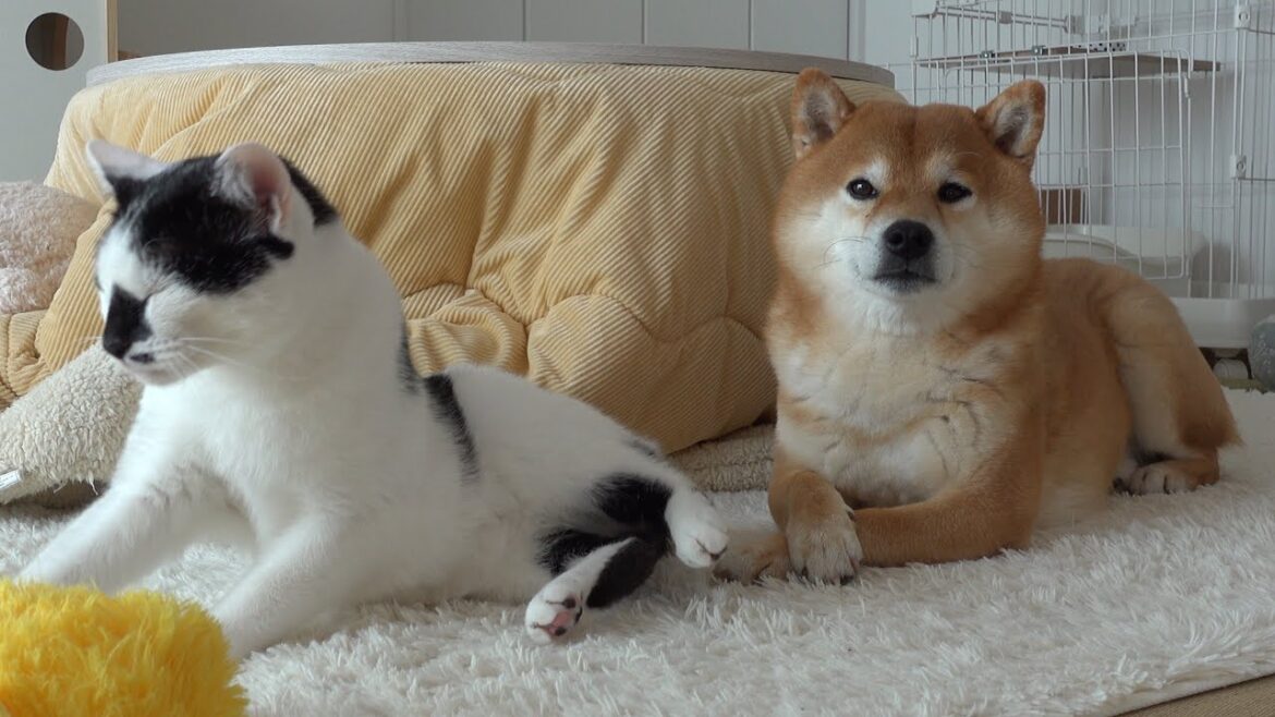 なぜここに‥？猫が隠してた意外な物を柴犬は見つけたようです。