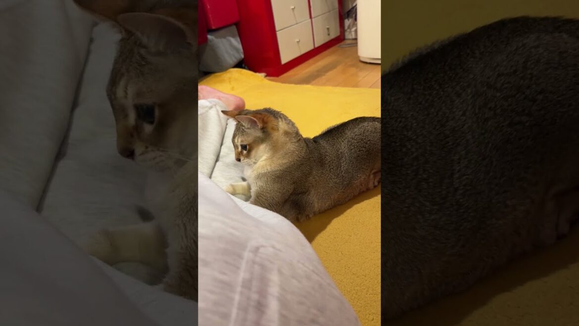 ついついニンゲンに飛びかかって狩っちゃうシンガプーラなのにゃ♪ #cat #シンガプーラ#singapura