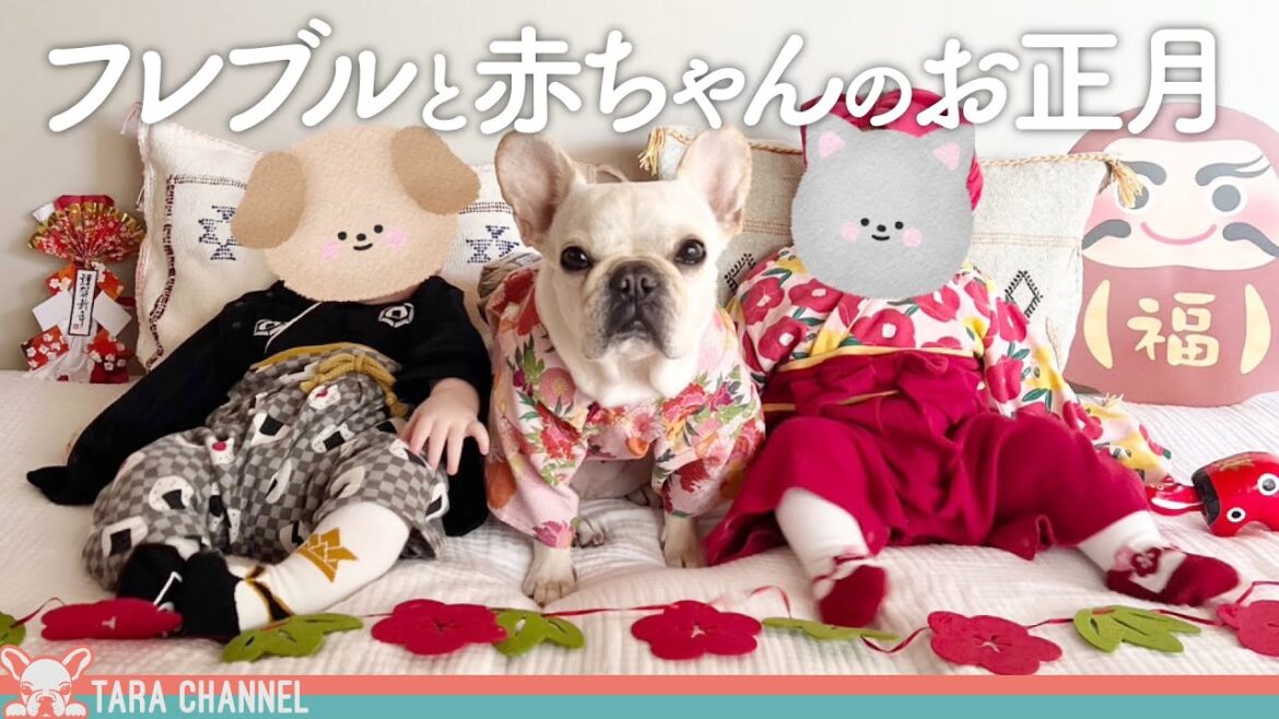 【謹賀新年】愛犬と双子赤ちゃんのお正月休み【フレンチブルドッグ】 【謹賀新年】愛犬と双子赤ちゃんのお正月休み【フレンチブルドッグ】