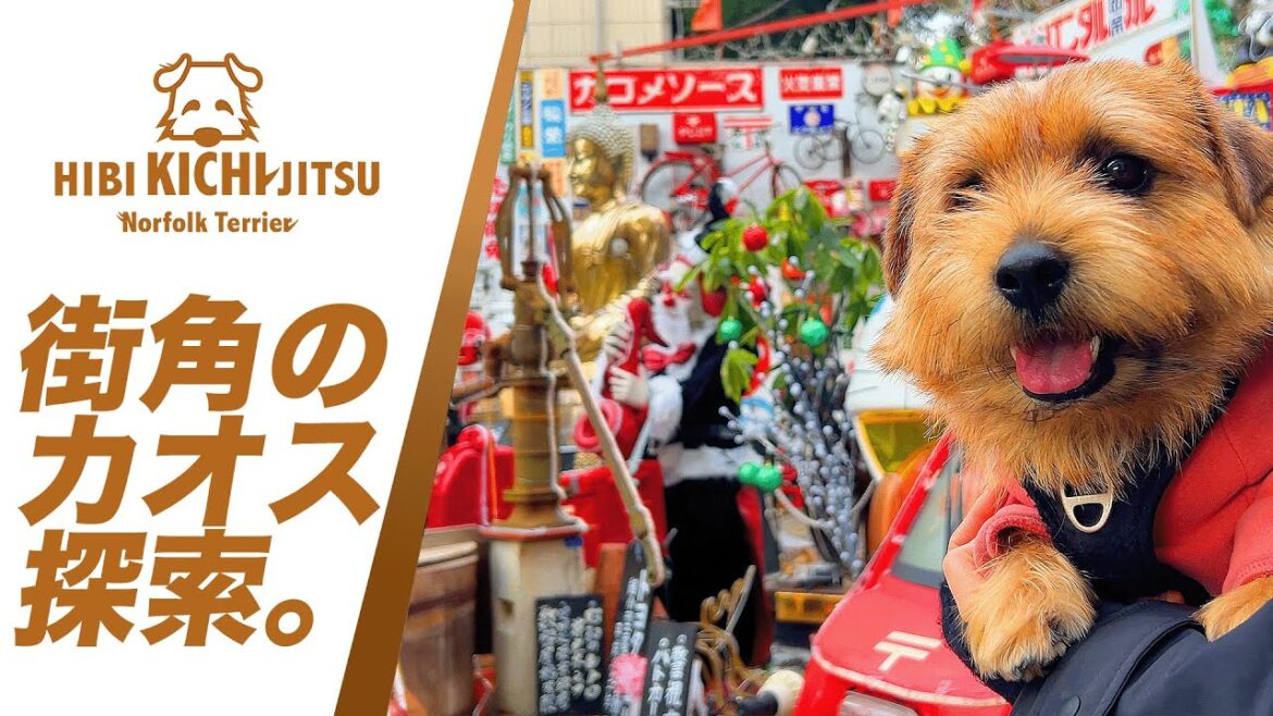 愛犬キチ   街角のカオス探索【 ノーフォークテリア norfolkterrier  kichi 吉 お散歩】 愛犬キチ   街角のカオス探索【 ノーフォークテリア norfolkterrier  kichi 吉 お散歩】