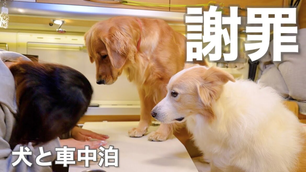 犬と車中泊中にママが重大なミスをやらかしました…【ボーダーコリー•ゴールデンレトリバー】 犬と車中泊中にママが重大なミスをやらかしました...【ボーダーコリー•ゴールデンレトリバー】