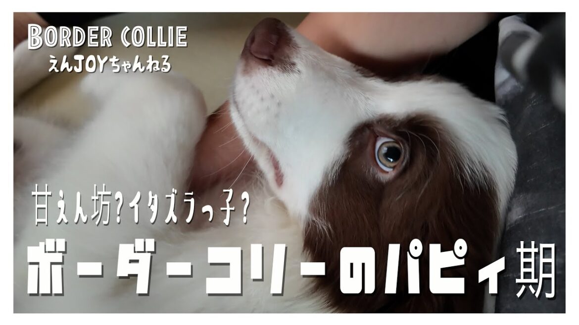 第18話【お迎え4日目！パピィ期の可愛さてんこ盛り！】ボーダーコリーのジョイくん