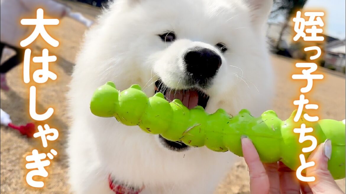公園で姪っ子たちと子供みたいにはしゃぐ犬がかわいすぎました！