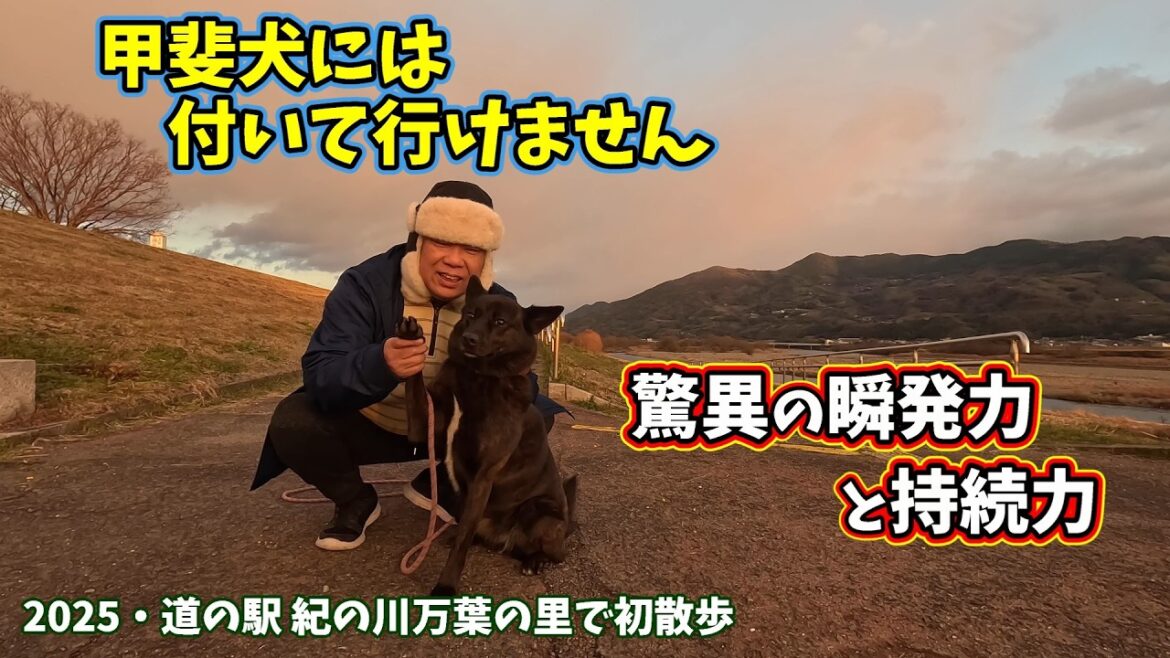 甲斐犬には付いて行けない散歩ー2025・道の道の駅 紀の川万葉の里　甲斐犬いち