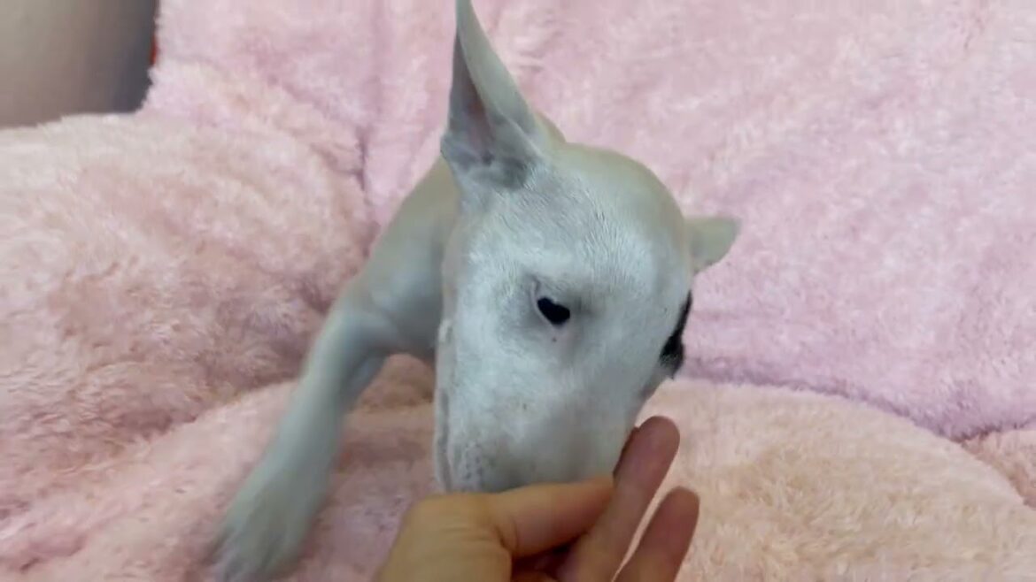 ミニチュアブルテリア とってもかわいい男の子です♡