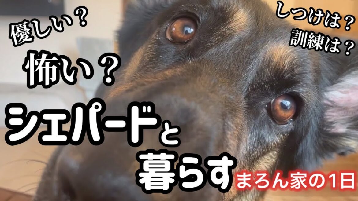 警察犬や警備犬のイメージが強いシェパード🐶怖い犬？まろんはどんな犬？【ジャーマンシェパード】