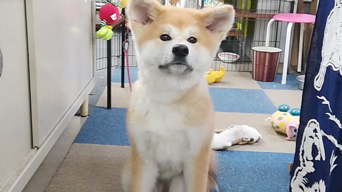 ひめちゃん配信！