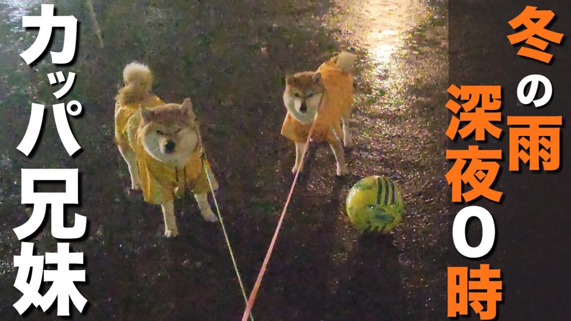 寒くてベランダで震えていた柴犬兄妹、深夜の雨降りでは遊ぼうとする