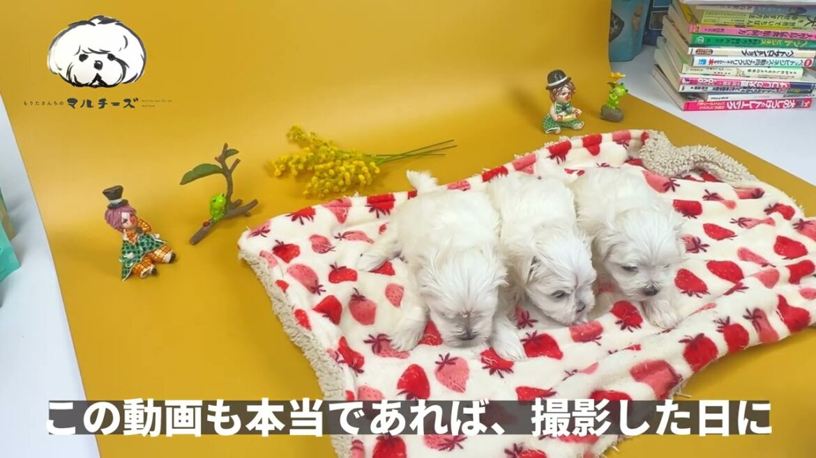 生後37日目｜マルチーズの子犬｜可愛い3兄妹が誕生｜全頭ご家族が決まりました｜本当にありがとうございました｜もりたさんちのマルチーズ｜ひとりでも多く、幸せな飼い主を。一頭でも多く、幸せなマルチーズを。