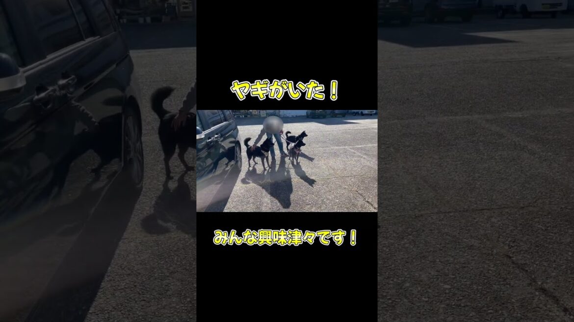 【甲斐犬】ヤギと遊びたい3匹! 【甲斐犬】ヤギと遊びたい3匹!