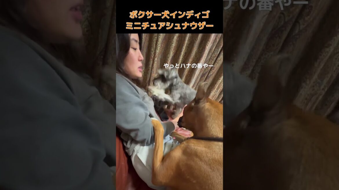 【ボクサー犬インディゴとミニチュアシュナウザー】三部作 〜完〜やっぱり手は3本ないとあかん #shorts #ボクサー犬 #ミニチュアシュナウザー
