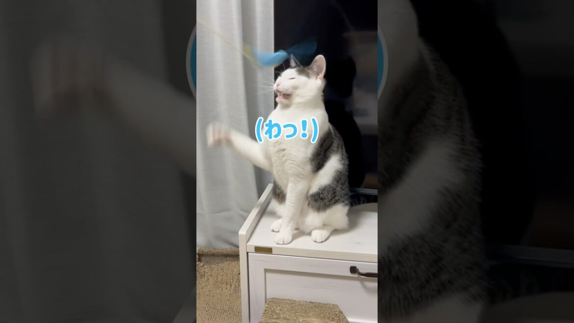 【猫おもちゃ】我が家の人気No.1おもちゃでハッスルしたりしなかったりw #shorts #cat #スコティッシュフォールド #保護猫 #ハチワレ #猫のいる暮らし #猫動画 #catvideos