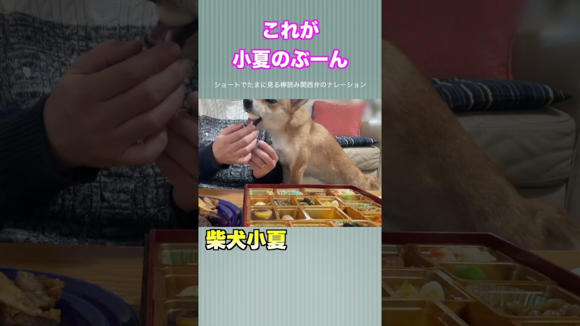 ショートでたまに見る棒読み関西弁のナレーション6#神戸 #柴犬 #癒し