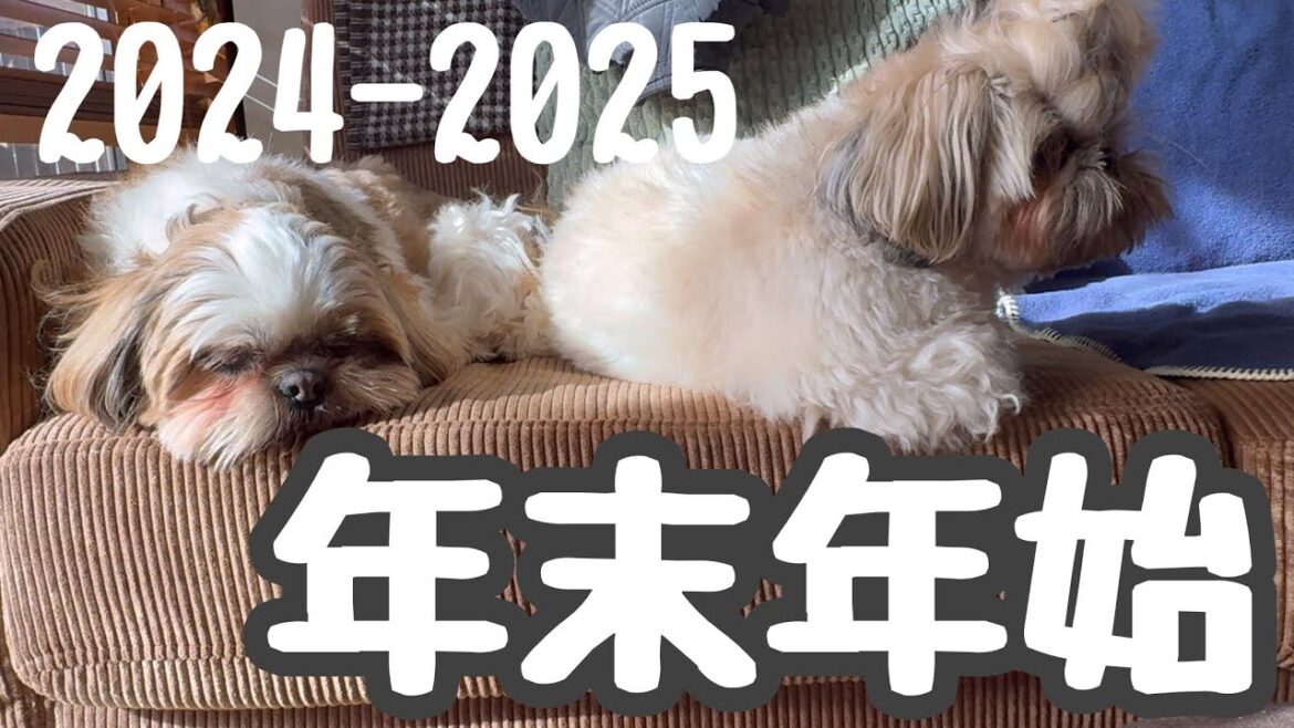 [シーズー多頭飼い]今年も宜しくお願い致します