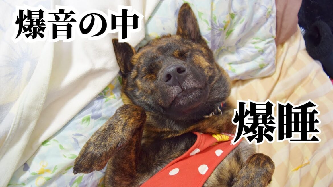 大晦日、爆音の中爆睡する甲斐犬　#甲斐犬 #柴犬