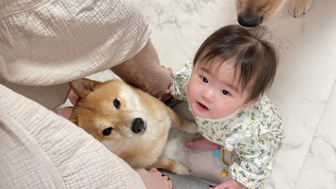 ママの足の下に集合する赤ちゃんと豆柴とゴールデンレトリバー達が可愛すぎました… ママの足の下に集合する赤ちゃんと豆柴とゴールデンレトリバー達が可愛すぎました...