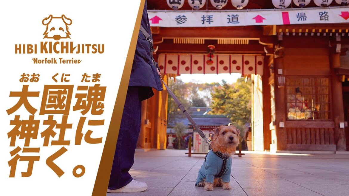 愛犬キチ  2024年末に大國魂神社に行く 【 dog ノーフォークテリア norfolkterrier shrine】
