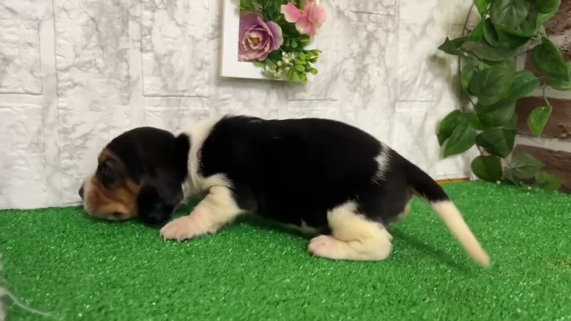 ミックス犬 バセットハウンド✖️ビーグルのミックスです🐶