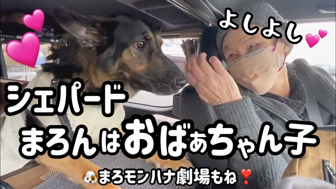 たまんない❣️😍おばあちゃんに悲鳴をあげて喜ぶまろん😂💕後半はかわいい3姉妹🐶【ジャーマンシェパード】