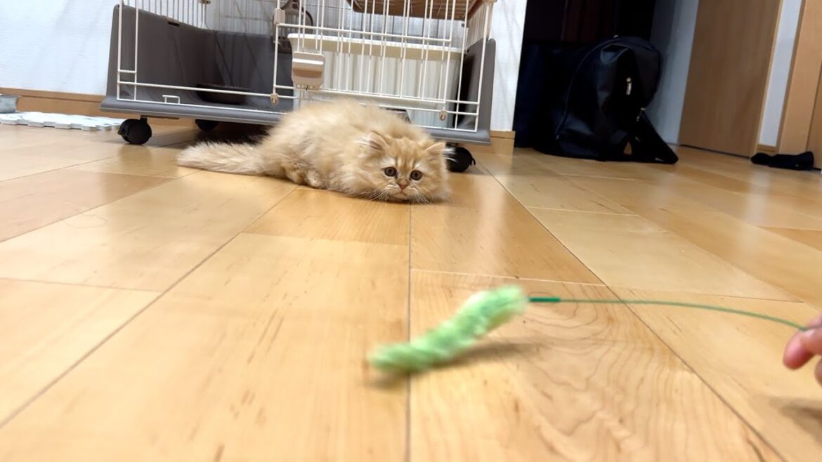（超可愛い）エキゾチックロングヘアーとスコティッシュフォールドの子猫を紹介します！　　　　　Japanese Exotic Longhair and Scottish Fold