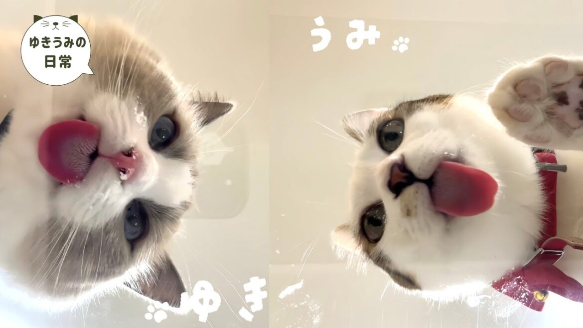 子猫の食事風景をアクリル板越しで見たら想像以上に可愛すぎました・・・【ラグドール・キジシロ】