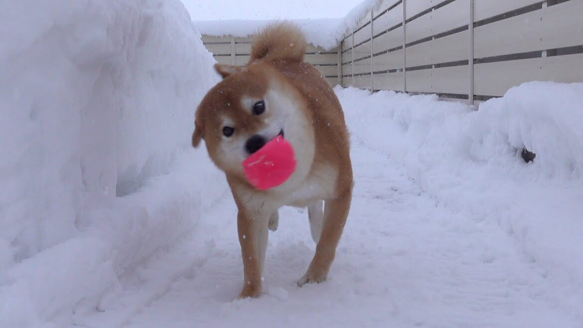 我が家の柴犬は雪が降ると、別人になる。 我が家の柴犬は雪が降ると、別人になる。