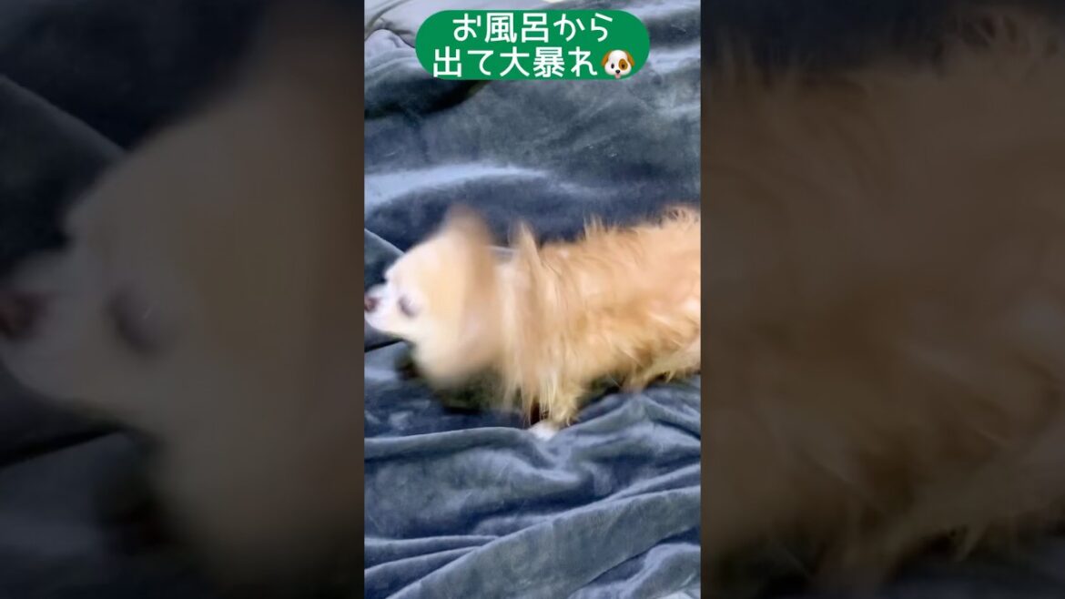 【ぷん助】暴れるチワワ #shorts #chihuahua #ロングコートチワワ #暴れる犬 #ぷん助 #犬のいる生活 #入浴後