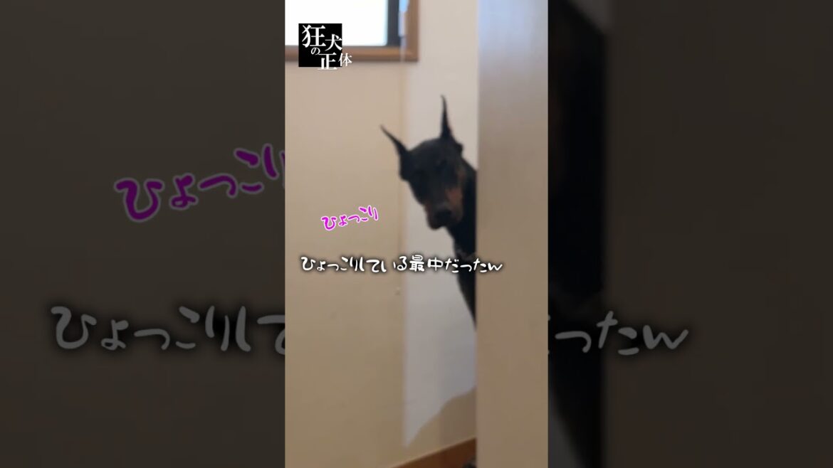 どうしてもパパとの散歩を嫌がるドーベルマンをママで誘き寄せた結果