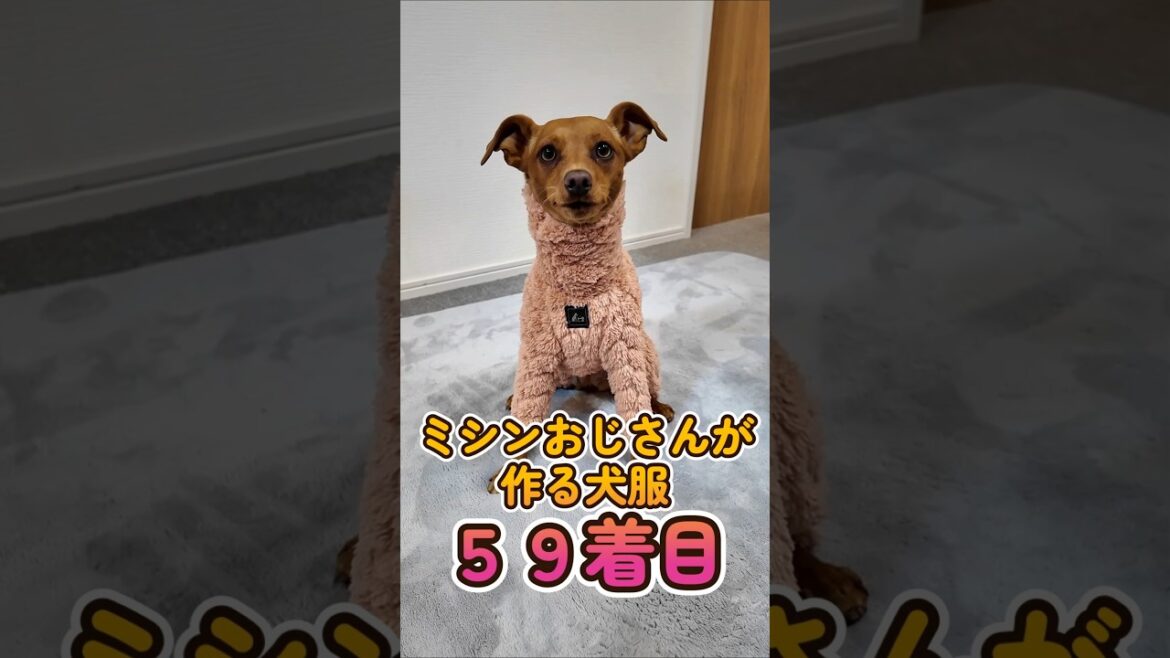 おっさんが作る犬服 59着目 : シープボアミニピン #shorts #イタグレ #ミニピン