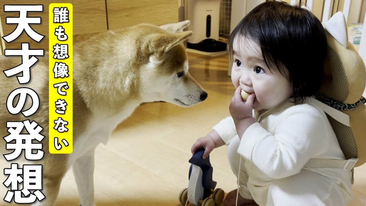 柴犬と１歳児の自由すぎる発想にツッコミが追いつかない件…