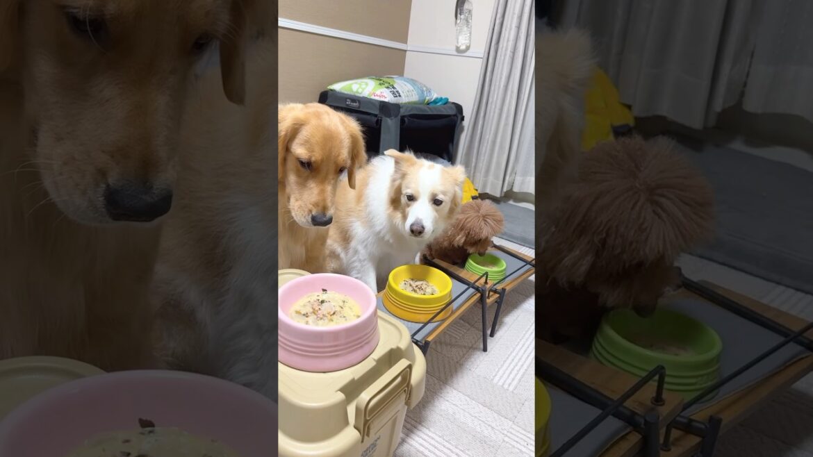 お肉ゼロのご飯に落ち込む犬の表情がわかりやすい...ww【ボーダーコリー•ゴールデンレトリバー】#shorts