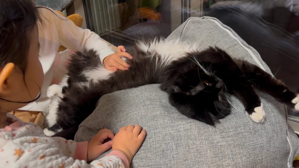 ちゃっかりマイペースな猫　ラガマフィンA laid back cat. Ragamuffin