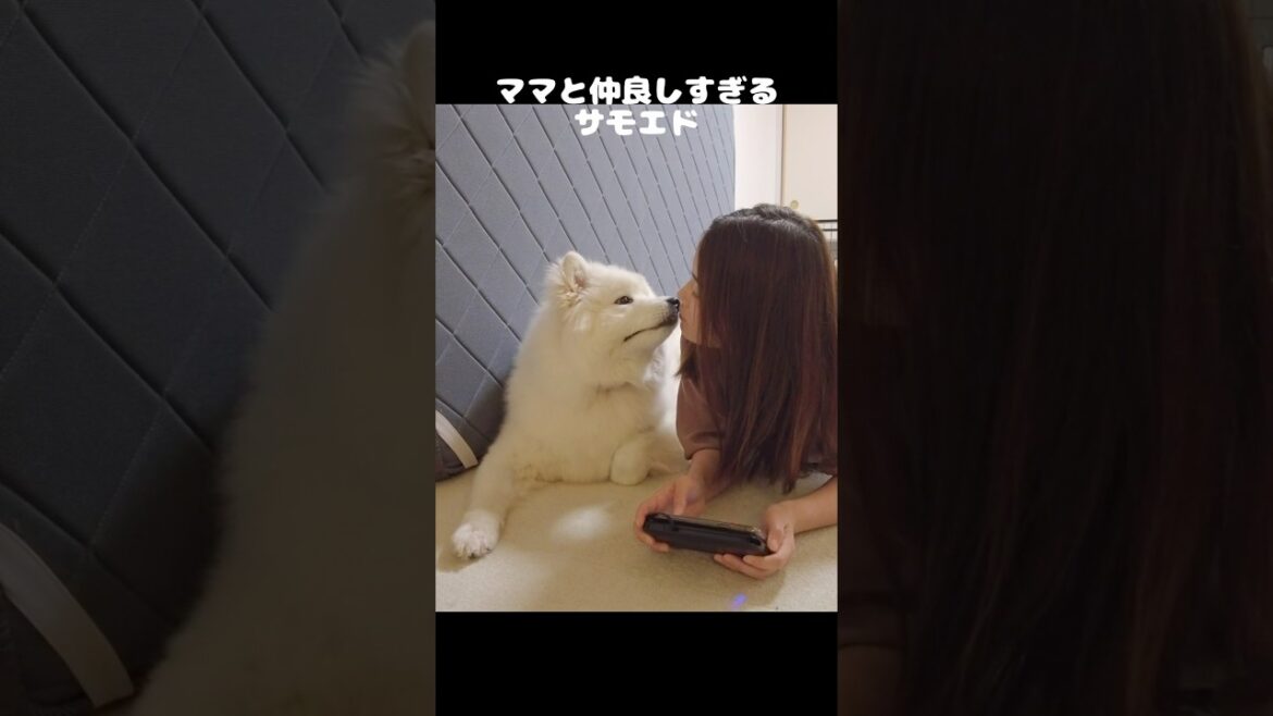 ママが大好きすぎてチューしたら照れちゃうサモエド　#サモエド #samoyed